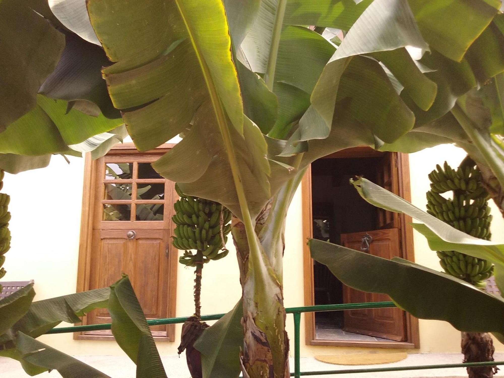 Casa Rural Llano Campo Hermigua Eksteriør bilde
